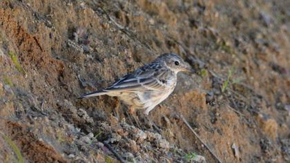 Water Pipit