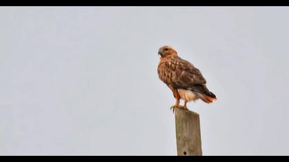 Long-legged Buzzard