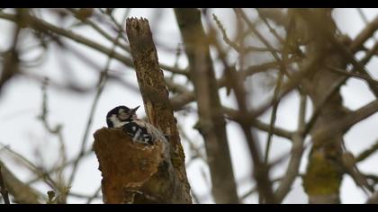 Lesser Spotted Woodpecker
