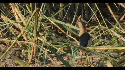 Little Bittern