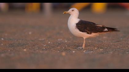 Lesser Black-backed Gull