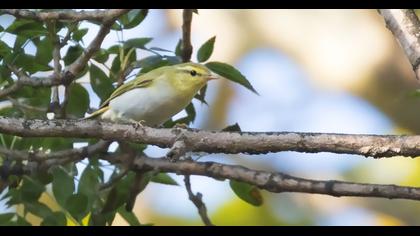 Wood Warbler