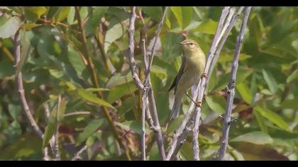 Willow Warbler