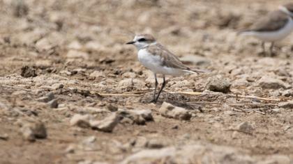 Kentish Plover