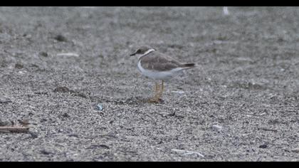 Common Ringed Plover