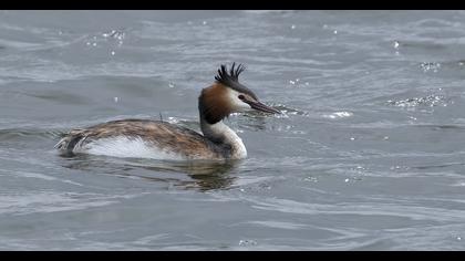 Great Crested Grebe