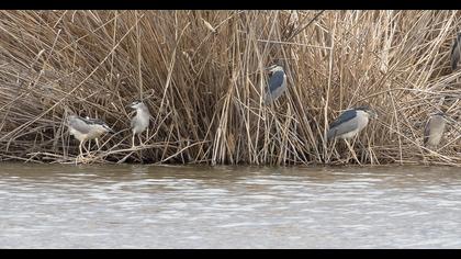 Black-crowned Night Heron