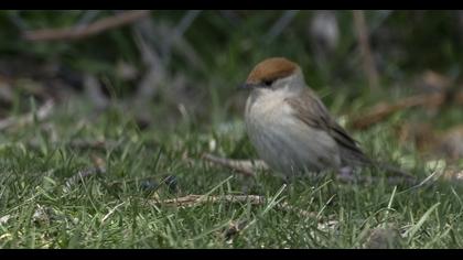 Karabaşlı ötleğen