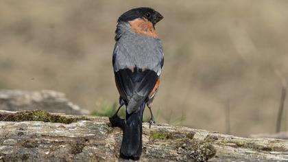 Eurasian Bullfinch