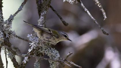 Common Firecrest