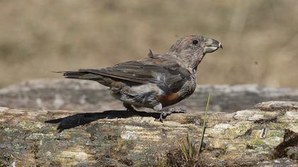 Red Crossbill