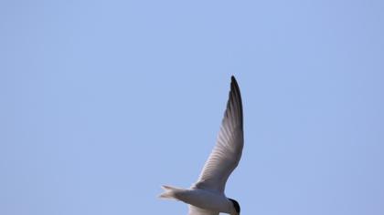 Little Tern