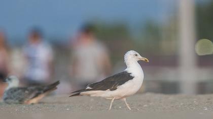 Lesser Black-backed Gull