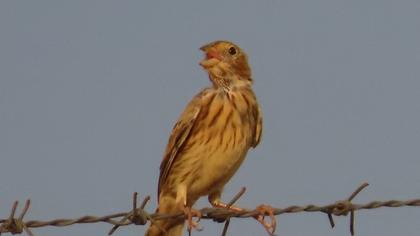 Corn Bunting