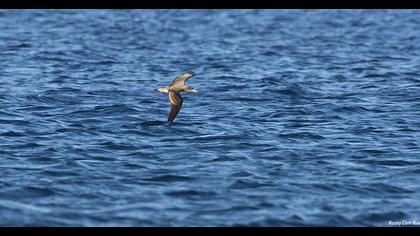 Scopoli`s Shearwater