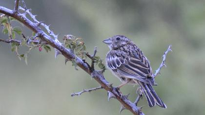 Rock Bunting