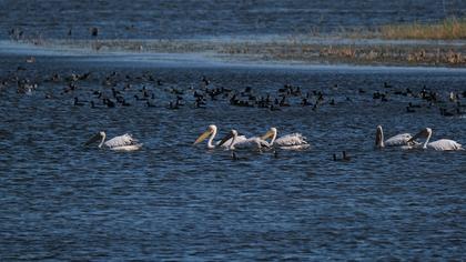 Great White Pelican
