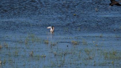 Black-tailed Godwit