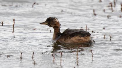 Little Grebe