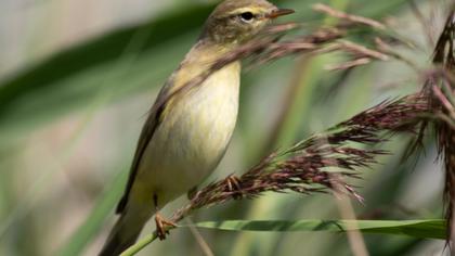 Willow Warbler