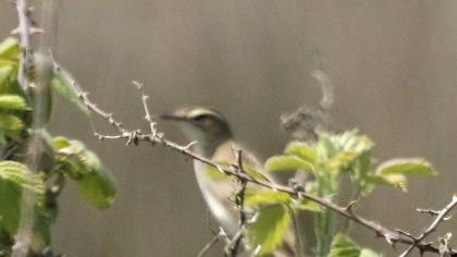 Sedge Warbler
