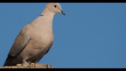 Laughing Dove