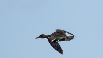 Eurasian Teal