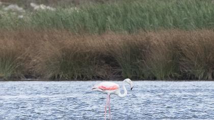 Greater Flamingo