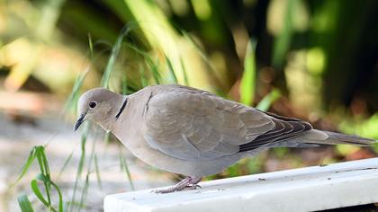 Eurasian Collared Dove