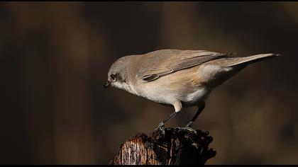 Lesser Whitethroat