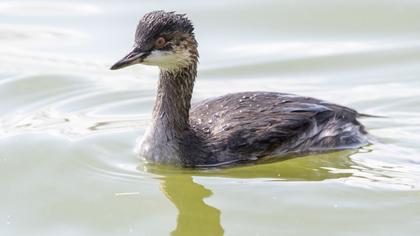 Black-necked Grebe