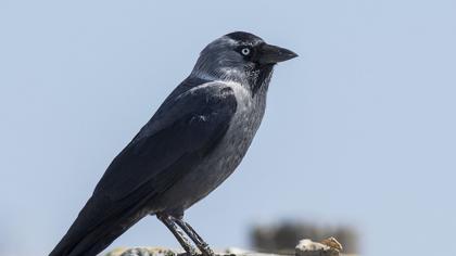 Western Jackdaw