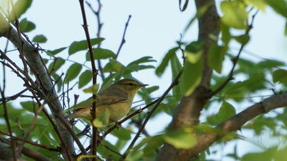 Willow Warbler