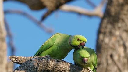Rose-ringed Parakeet