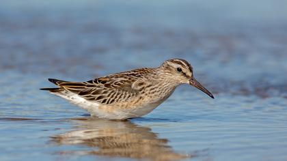 Broad-billed Sandpiper