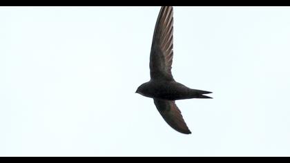 Common Swift
