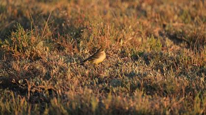 Western Yellow Wagtail