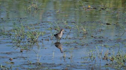 Wood Sandpiper