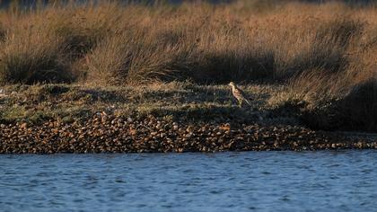 Eurasian Stone-curlew