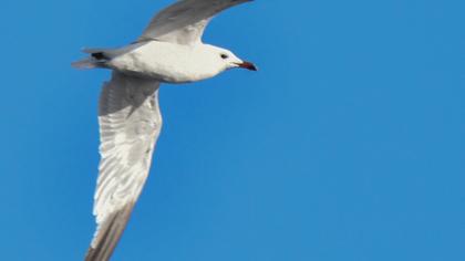 Audouin`s Gull