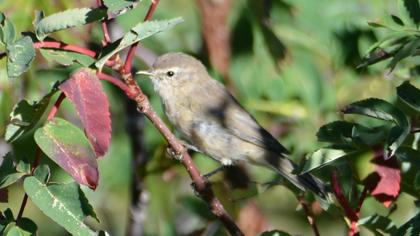 Mountain Chiffchaff