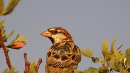 Spanish Sparrow