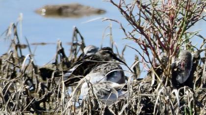 Broad-billed Sandpiper
