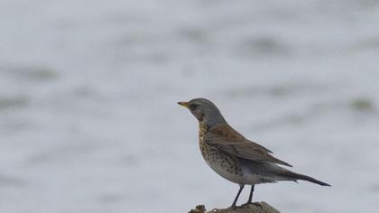 Fieldfare
