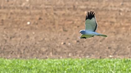 Hen Harrier