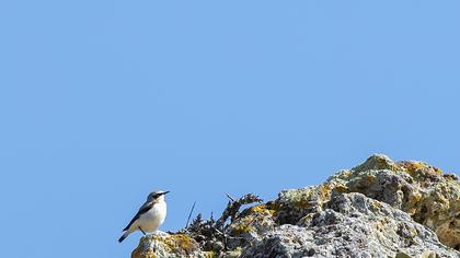 Western Rock Nuthatch