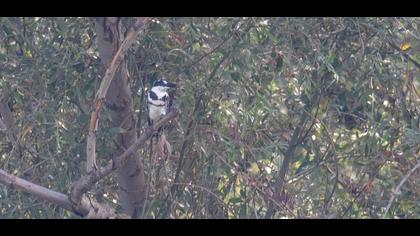 Pied Kingfisher