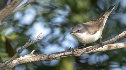 Lesser Whitethroat