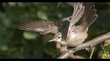 Eastern Olivaceous Warbler