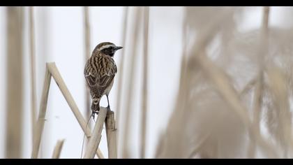Whinchat